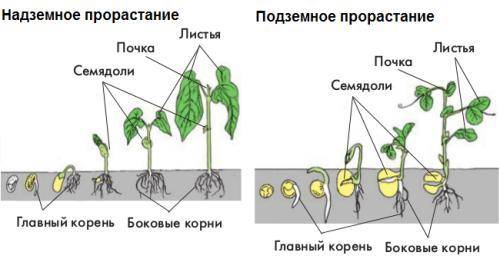 ХЛП Я 2ЧАСА МУЧАЮСЬСоставьте и зарисуйте схематично развитие какого-либо цветковые растения от прора