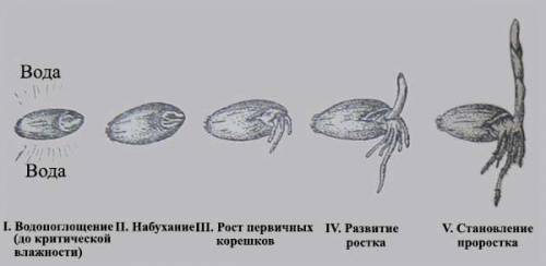 ХЛП Я 2ЧАСА МУЧАЮСЬСоставьте и зарисуйте схематично развитие какого-либо цветковые растения от прора