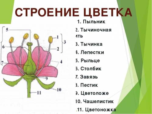 Какое строение имеют цветки янтака?​