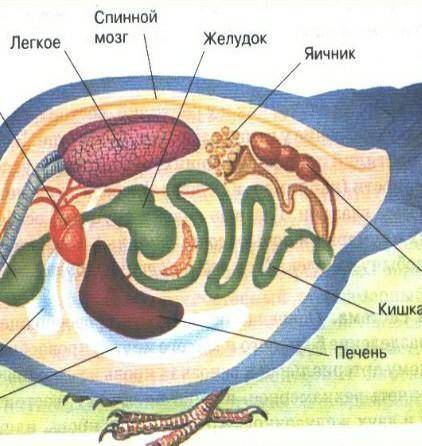 Чем характерна выделительная система птиц?