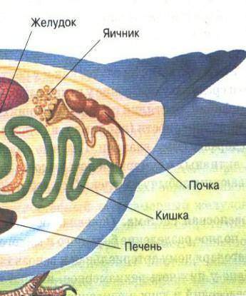 Чем характерна выделительная система птиц?