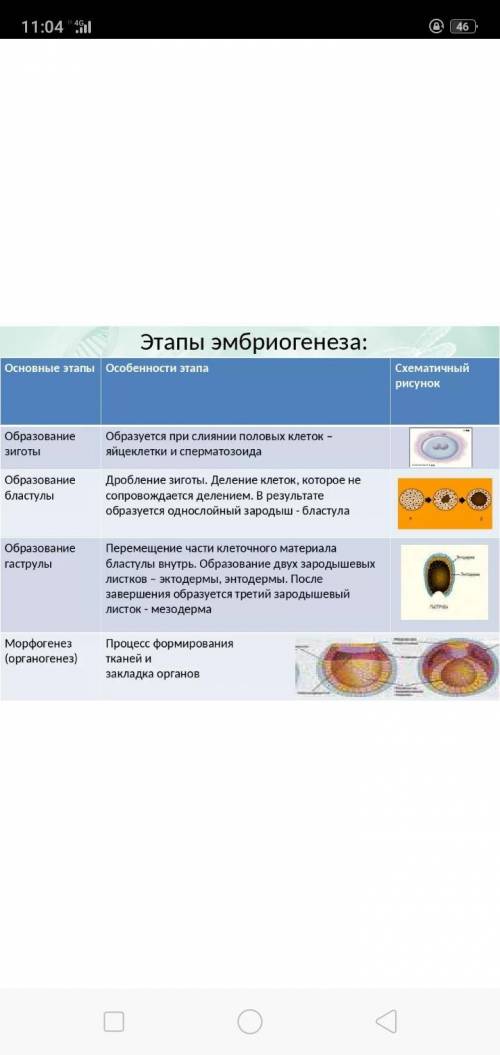 1. Опишите особенности стадий эмбриогенеза, отразив их в виде ТАБЛИЦЫ​