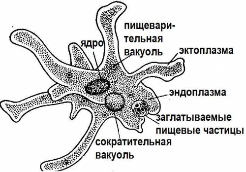 Рисунок амебы с подписями!!