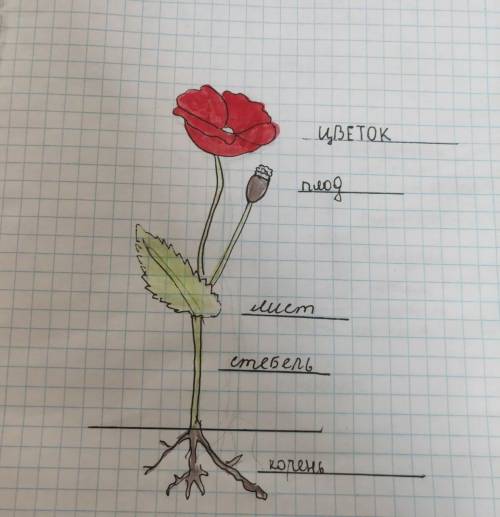 Рисунок цветкового растения с обозначениями , семени однодольного и двудольного растения