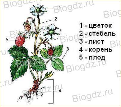 Рисунок цветкового растения с обозначениями , семени однодольного и двудольного растения