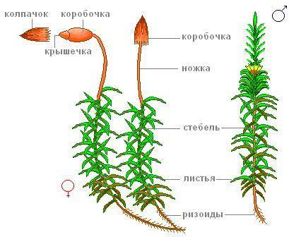 Рассмотрите растение мха. Определите особенности его внешнего строения, найдите стебель и листья.