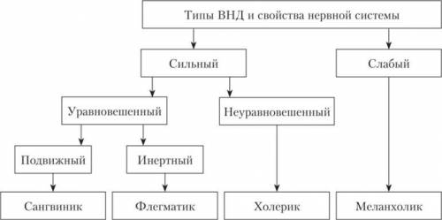 Объяснить согласованность типов высшей нервной деятельности и типов темперамента человека уже хоть к