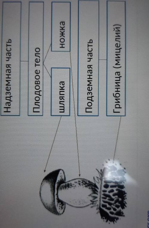 4.Нарисуйте шляпочный гриб, и подпиши его составные части