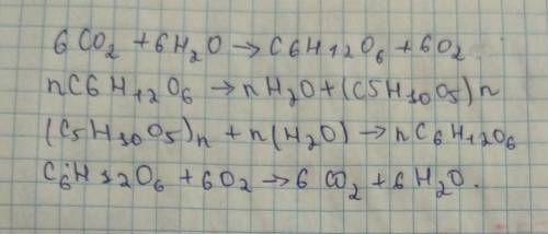 Запишите превращение уравнений реакций CO2→C6H10O5→C6H12O16→C2H5OH