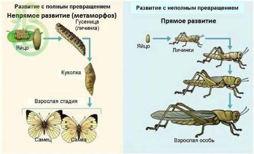 Зарисуйте схему животных с превращением и без превращения»