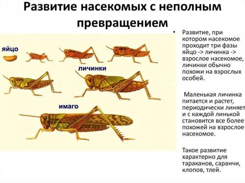 1. Определите тип развития насекомых (с полным или неполным превращением), зарисуйте и подпишите на