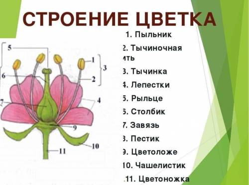 Какое строение имеют цветки янтака