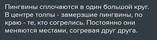 Определи тип стратегии выживания, характерный для императорского пингвина. Приведи доказательства св