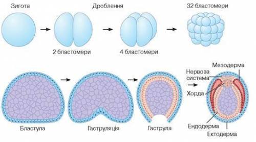 Етапи ембріогенезу людини