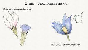 Как научно классифицируются околоцветники цветковых растений? А) обоеполый и раздельнополый б и двой