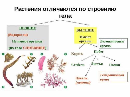 Какой живой организм ошибочно относили к низшим растениям ?​