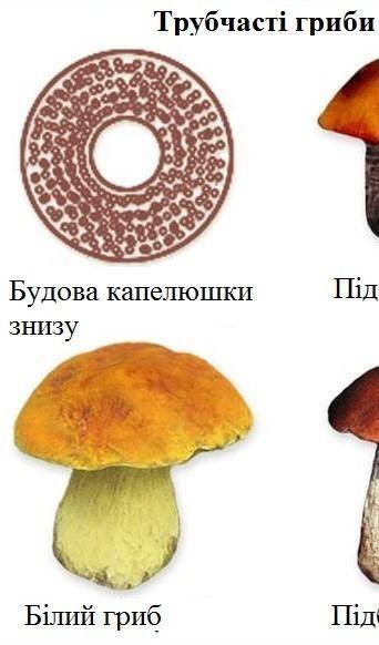 Чим відрізняються трубчасті гриби від пластинчастих???
