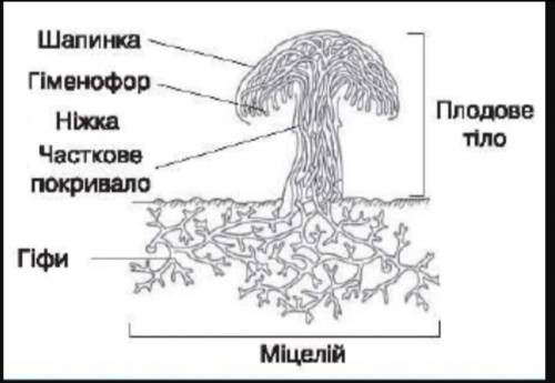 Покривало плодового тила шапинкового гриба утворене