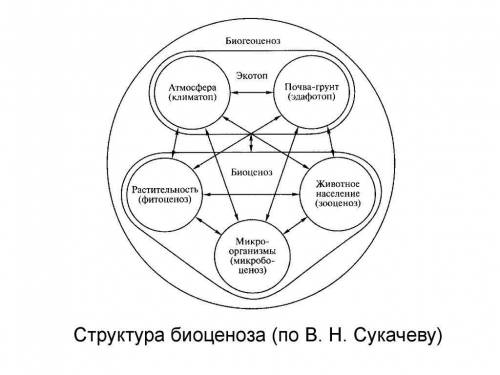   №2. Тест. Популяция – это А) группа родителей и детей Б) временное объединение животных для миграц