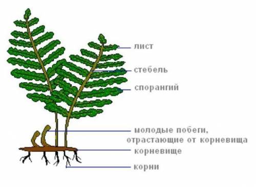 Строение папоротника​