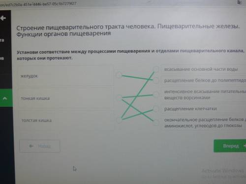 Установи соответствие между процессами пищеварения и отделом пищеварительного канала в которых они п