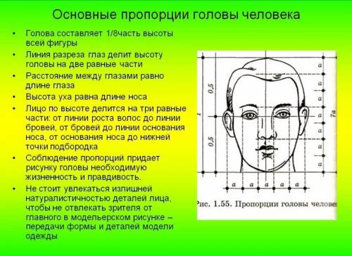 Чем отличается высота головы от высоты лица (какой величиной?) какова высота уха?