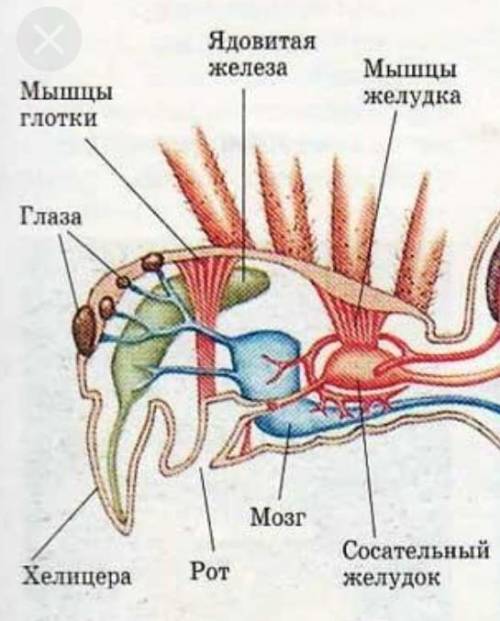 Как построена головогрудь паука крестовика​