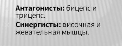 При статической работе мышц бицепс и трицепс работают как антагонисты или синергисты