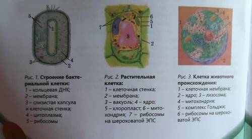 Подпишите название клетки:​