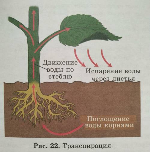 Диаграмма иллюстрирует основную схему транспирацииопишите путь воды через 3 органа растений​