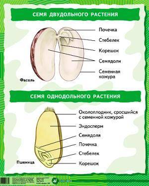 2) Что такое зародыш семени?​