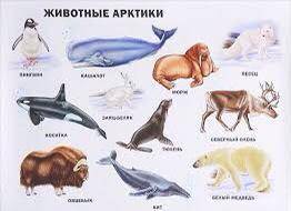 Условные обозначения групп животных арктических пустынь