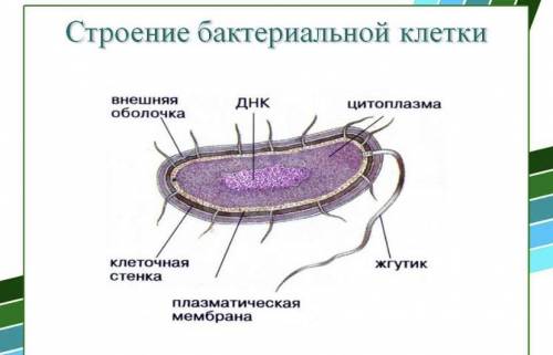 Из каких частей состоит микроб​