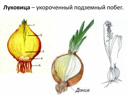 Рассмотрите рисунок луковицы, укажите стрелкой и подпишите на рисунке стебель. Чем отличаются наружн