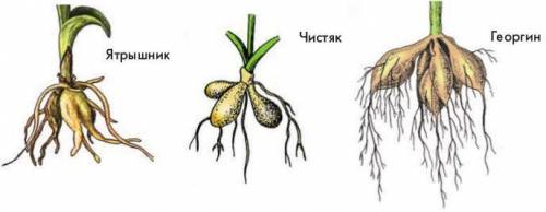 Почему возникают видоизменения корней и какова роль в жизнедеятельности растения?​