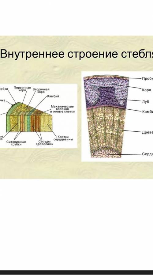 Внутренние строение древесного стебля таблица1Слой древесного стебля2Строение3Значение​