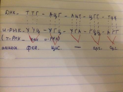 Фрагмент цепи ДНК имеет следующую последовательность нуклеотидов: ТТГ-АЦГ-АЦТ-ЦГГ-ТЦЦ. Определите по