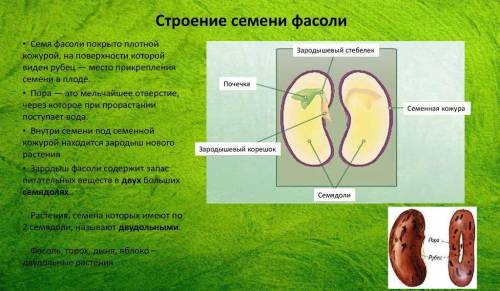 Сравните строение семян фасоли перца что у них общего и разного​