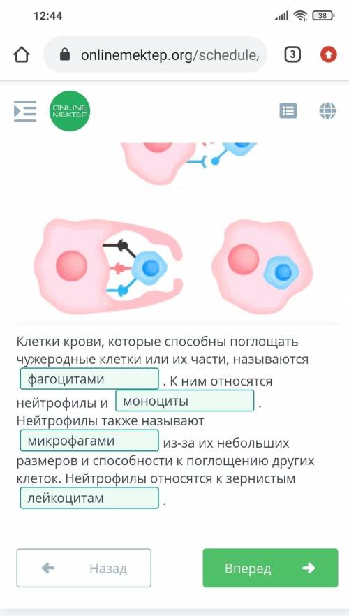 Клетки крови, которые поглощать чужеродные клетки или их части, называются . К ним относятся нейтроф