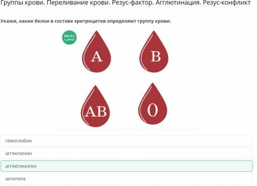 Укажи, какие белки в составе эритроцитов определяют группу крови. антитела агглютинин агглютиноген г