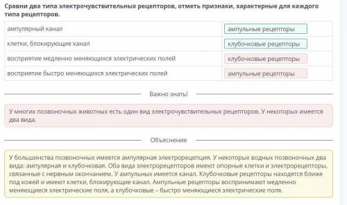 Ампульные рецепторы иликлубочковые рецепторы ​