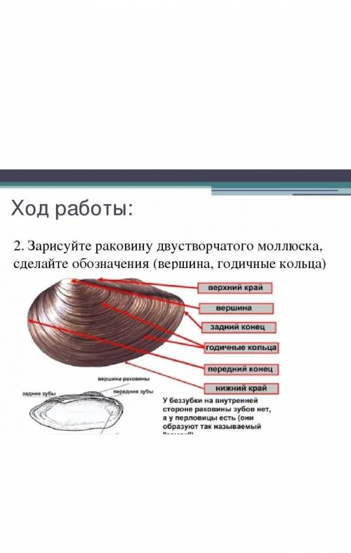 1. Перечислите основные признаки моллюсков. 2. Зарисуйте раковину двустворчатого моллюска, сделайте