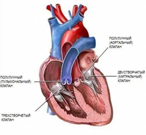 с пояснениями обязательно 4.У человека кровь в аорту поступает из 1) правого желудочка 2) левого жел