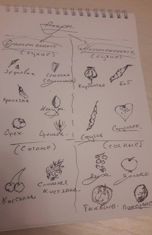 нарисовать в тетради разновидности плодов и указать их основные признаки кто нарисует и основные при
