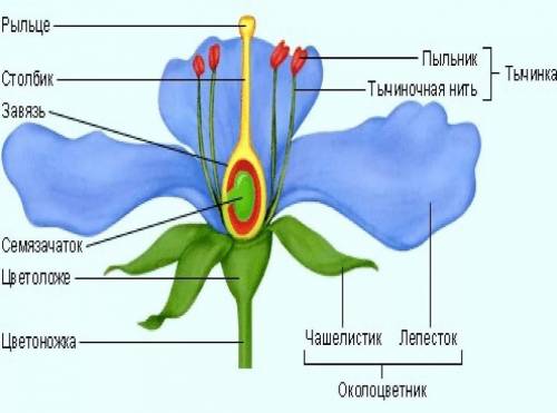 Установите последовательность расположения частей цветка начиная снизу​