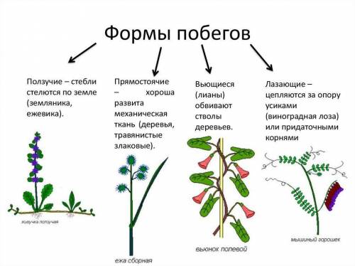 Напишите краткое описание каждого вида побегов.