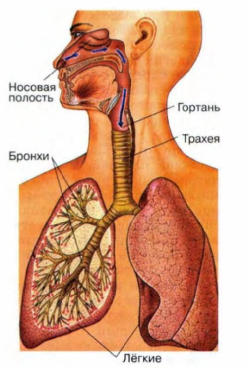 Назвать органы дыхания человека и указать их функции