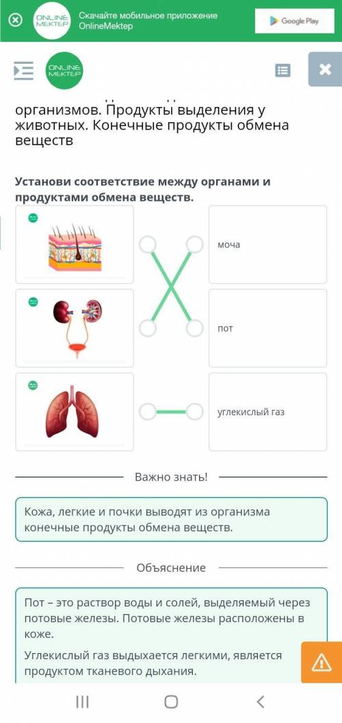 Значение выделения для живых организмов. Продукты выделения у животных. Конечные продукты обмена вещ