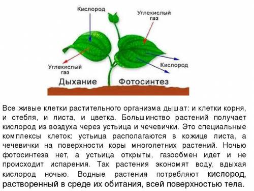 1)Какие органы растения дышат? 2)В каких органах растения происходит фотосинтез?