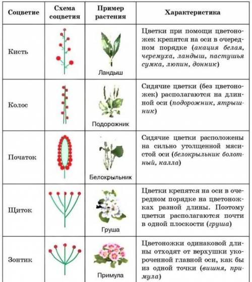 биология 7класс тоблица соцветие/краткие_характиристики/примеры
